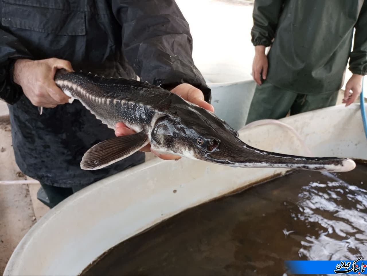 پیش‌بینی رشد تولید بچه ماهی خاویاری در مراکز بازسازی ذخایر گیلان در سال جاری