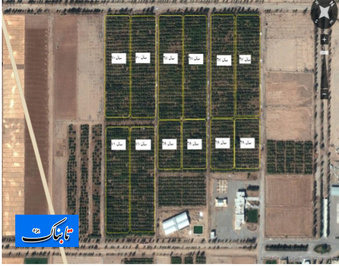 تصویر هوایی از مرکز ژنتیک انار یزد