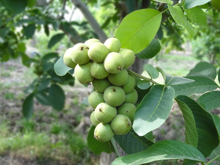 طرح باغ گردوی مدرن در بخش کوهین قزوین طرح باغ گردوی مدرن در بخش کوهین قزوین