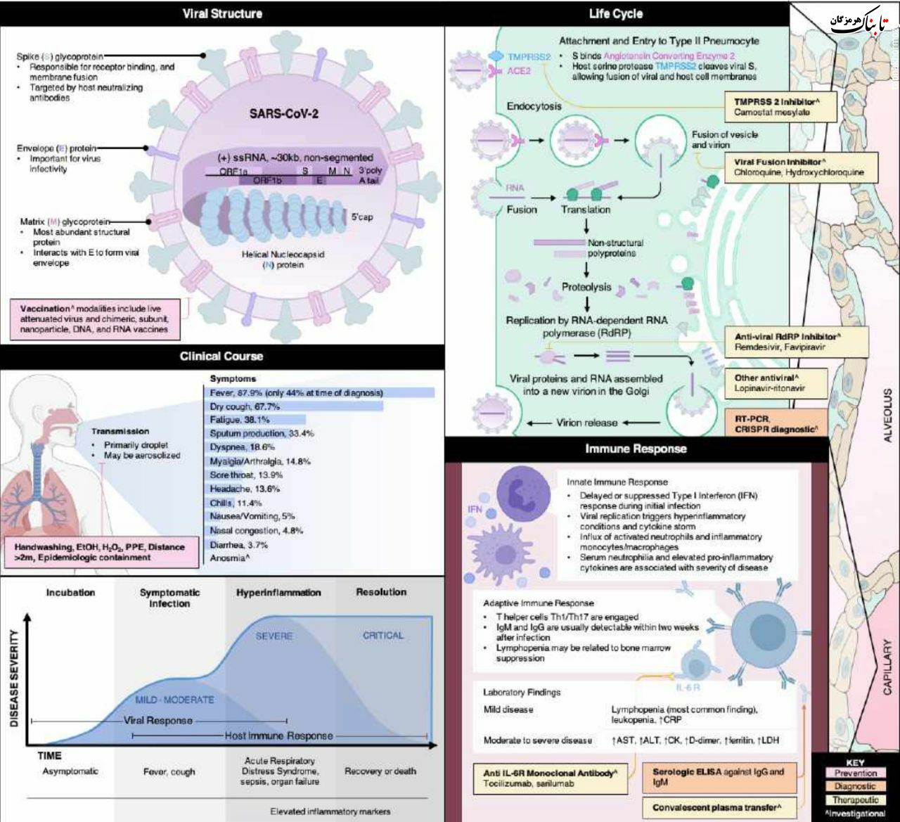 چرخه زندگی ویروس،  سیر بالینی, پاسخ ایمنی و جزییات دیگر از ژورنال  Cell