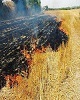 اقدام به موقع مردم مانع از سرایت آتش به جنگل توسکستان شد
