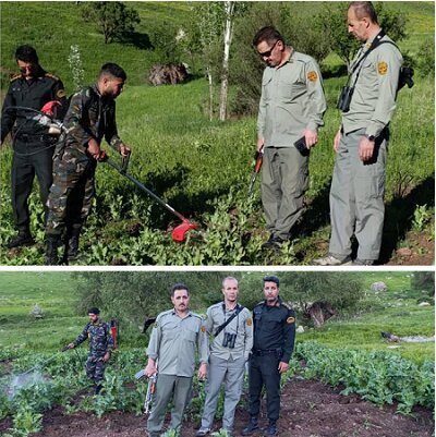 مزارع خشخاش در پناهگاه حیات‌وحش بیستون معدوم شد
