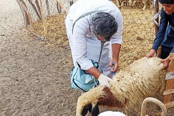 واکسیناسیون به موقع، از شیوع بیماریهای دامی جلوگیری میکند واکسیناسیون به موقع، از شیوع بیماریهای دامی جلوگیری میکند