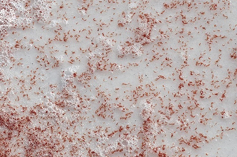 آرتمیا؛ گنج زندهای که با خشکی دریاچه ارومیه از نفس افتاد/ آرتمیا؛ گنج زندهای که با خشکی دریاچه ارومیه از نفس افتاد/