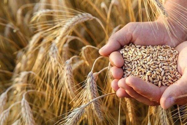 آغاز خرید تضمینی گندم در لرستان