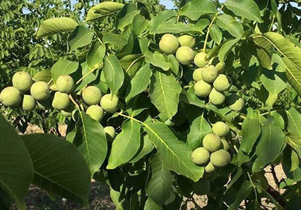 خرید و فروش گردو تا پایان شهریور ممنوع است/ با متخلفان برخورد قضایی می‌شود