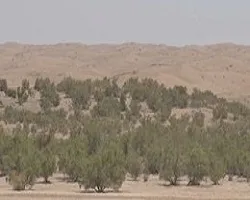 احیا جنگلها؛ حکم قاچاقچی چوب